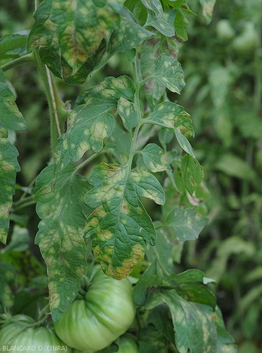 Diffuse pale green to yellow spots cover the leaf blade of several tomato leaflets.  <i><b>Passalora fulva</b></i> (<i>Mycovellosiella fulva</i> or <i>Fulvia fulva</i>) (cladosporiosis, leaf mold)