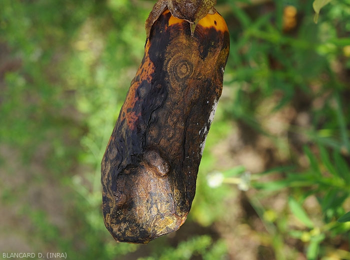 Fully rotten eggplant fruit.  <i>Colletotrichum</i> sp.  (anthracnose)