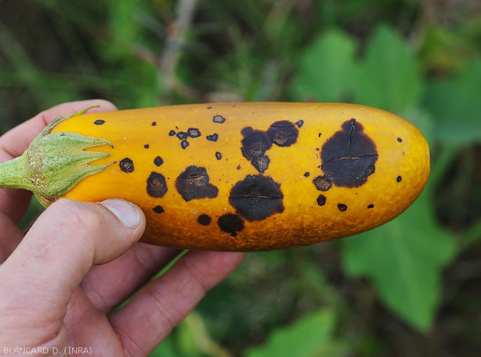 On this eggplant, the brown to blackish lesions are already more extensive.  Circular to irregular, some confluent in places <i>Colletotrichum</i> sp.  (anthracnose)