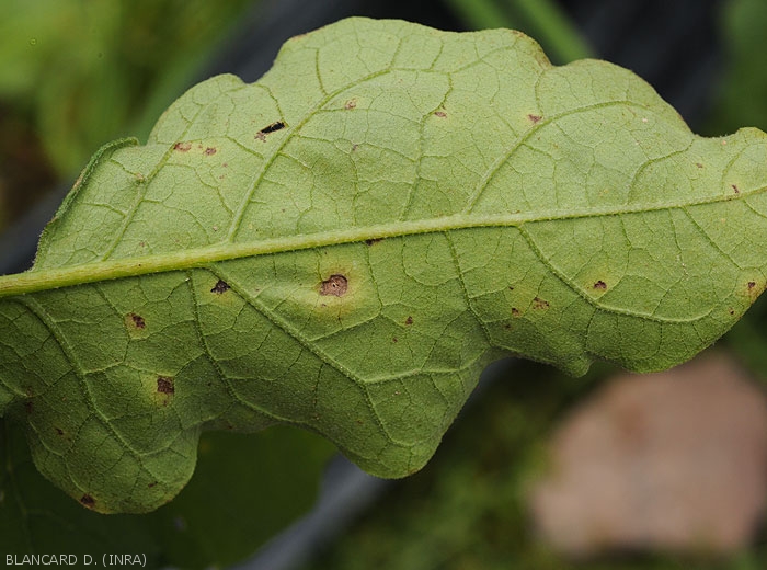 Detail of some anthracnose spots on the underside of the blade of an eggplant leaf.  <i>Colletotrichum</i> sp.