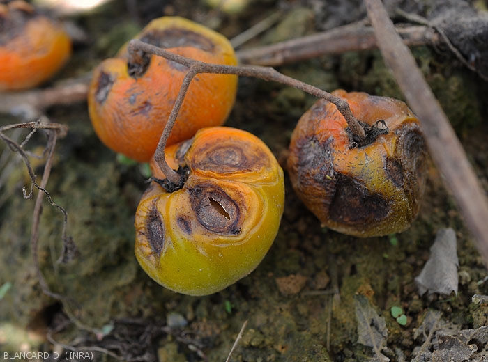 All of these fruits show large spots in their stem area.  The latter are caused by a <i>Colletotrichum</i> sp.  which penetrated the fruit via the bursts that occurred in this part of the fruit.  (anthracnose)