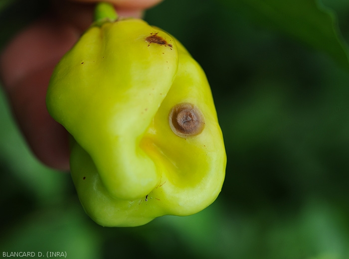 More advanced circular spot on green pepper fruit.  Brownish in color, it shows some concentric zones.  <i>Colletotrichum</i> sp.  (anthracnose)