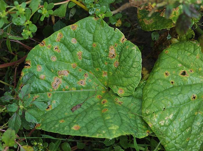 Many brownish spots are clearly visible on the leaves of this cucumber.  Note the riddled appearance of some of them.  <i><b>Colletotrichum orbiculare</b></i> (anthracnose)