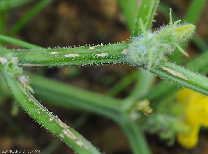 A few young, elongated, cankerous lesions dot this cucumber stem.  They have a beige hue and are slightly depressed.  <i><b>Colletotrichum orbiculare</b></i> (anthracnose)