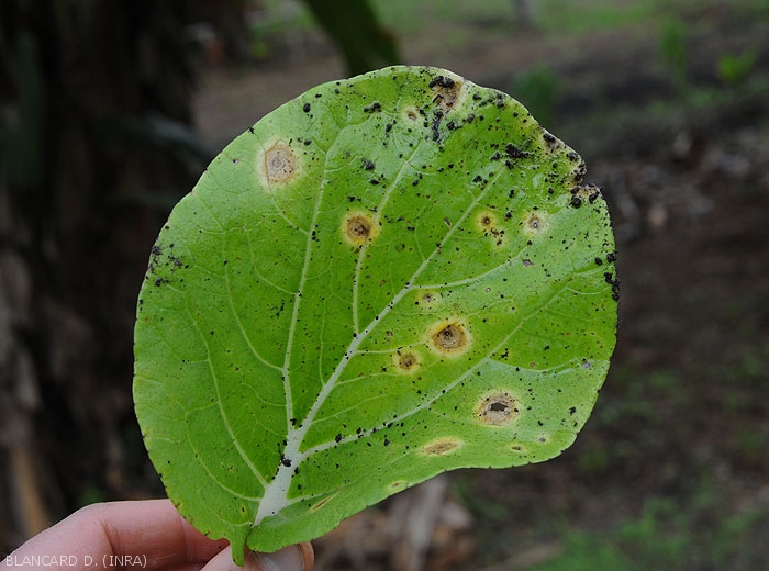 Detail of alternaria lesions on a cabbage leaf.  Note the presence of a yellow halo, and concentric patterns on necrotic tissue.  <i>Alternaria brassicicola</i> (early blight)