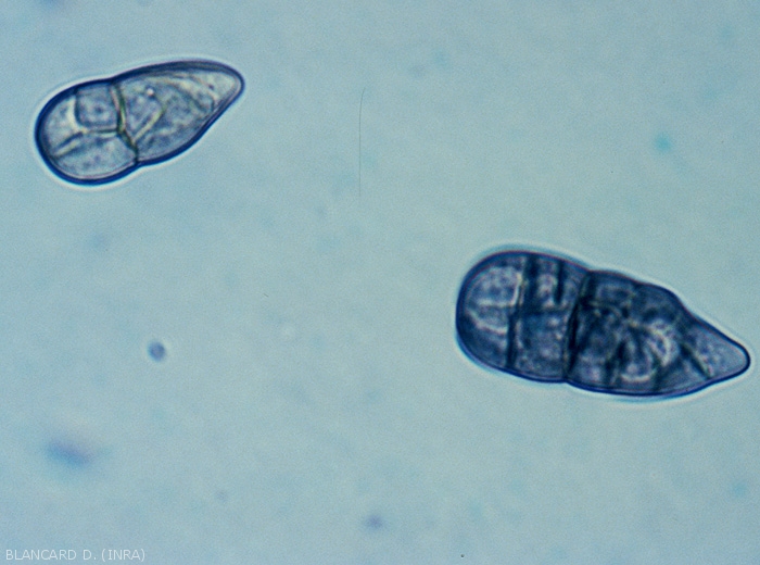 The conidia of <b><i>Stemphylium solani</i></b> are also ripe-shaped, brown and have a pointed apex (sometimes eccentric) and a warty wall.  They reveal fewer constrictions, one to two, and are shorter (63-52 x 14-20 µm) than those of <i>S.  floridanum</i>.  This species also does not have a sexual form.  (Stemphyliosis - gray leaf spot)