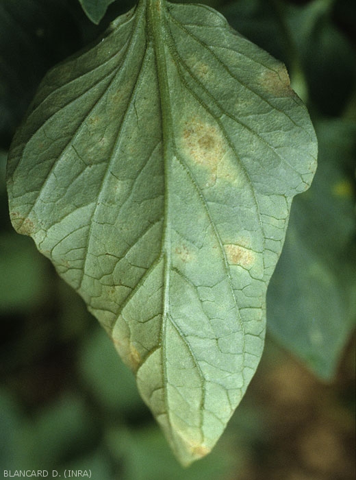 On the underside of the blade of this tomato leaf, the spots are rather yellowish and sometimes have a light brown stippling giving them a dull appearance.  <b><i>Leveillula taurica</i></b> (internal powdery mildew, powdery mildew)