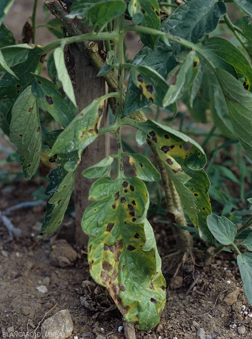 Eventually, the leaflets dotted with numerous brown spots turn strongly yellow, and eventually dry out.  <i><b>Alternaria tomatophila</b></i> (early blight)