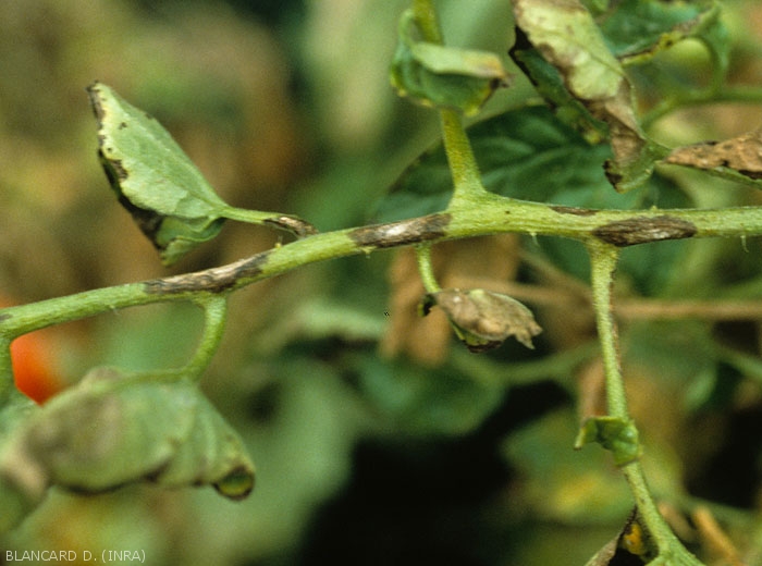 Several alternaria lesions have formed on the rachis of this tomato leaf.  They are elongated, clear in their center, and dark brown to black on the periphery.  <i><b>Alternaria tomatophila</b></i> (early blight)