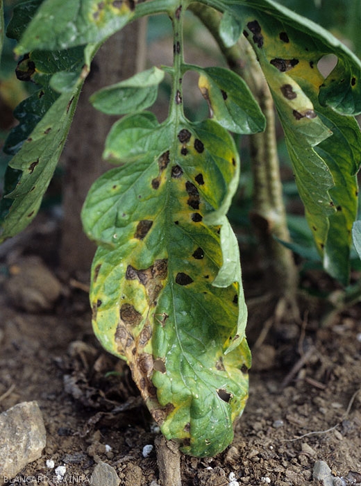 Older angular and necrotic spots, a more or less bright yellow halo surrounds them (due to the effects of a toxin) <i><b>Alternaria tomatophila</b></i> (alternaria, early blight)