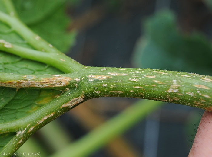 Elongated cankered lesions on veins and petioles of a courgette leaf.  <b><i>Monographella cucumerina</b></i> (plectosporiosis)