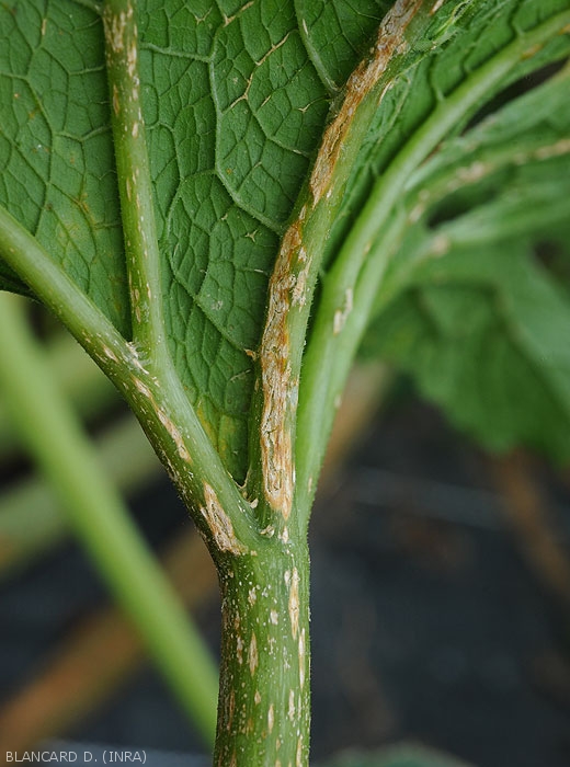 Detail of an extensive canker patch visible on the midrib of a zucchini leaf.  <b><i>Monographella cucumerina</b></i> (plectosporiosis)
