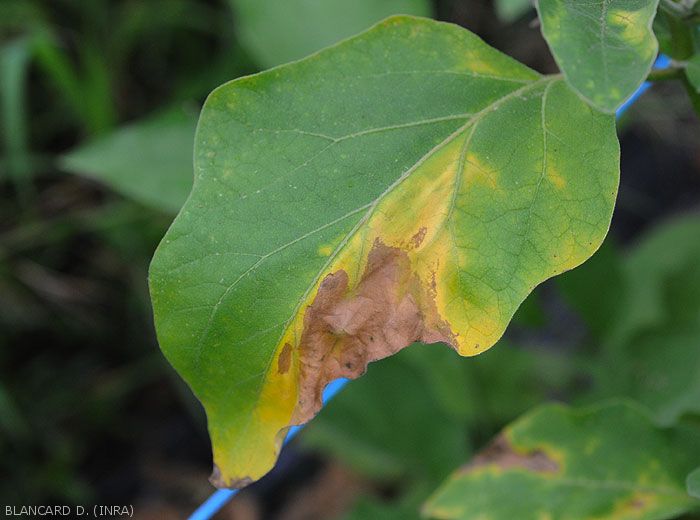 V-shaped yellowing of the blade of an eggplant leaf which ends up becoming necrotic and drying out.  <b><i>Verticillium dalhiae</i></b> (verticillium wilt, <i>Verticillium</i> wilt)