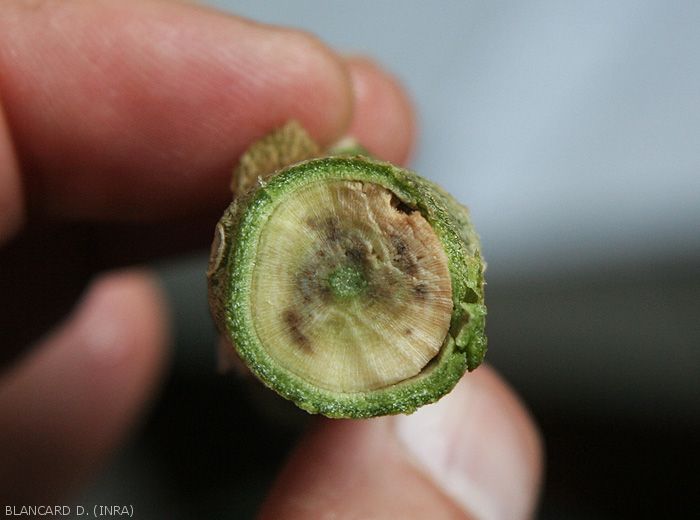 A cross section of an eggplant stem shows brown to black vessels.  Tissues inside the stem are also affected.  <b><i>Verticillium dahliae</i></b> (verticillium wilt, <i>Verticillium</i> wilt).