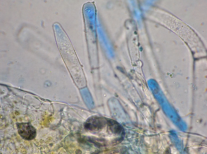 Conidiophores sometimes bearing pointed conidia of <b><i>Leveillula taurica</i></b>.  (internal powdery mildew, powdery mildew)