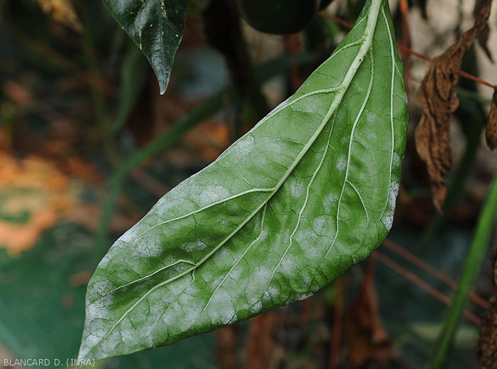 Under this pepper leaf, many powdery white spots of powdery mildew have coalesced.  <b><i>Leveillula taurica</i></b> (internal powdery mildew, powdery mildew)