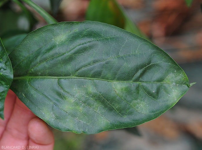 Discreet spots of powdery mildew on pepper leaves.  <b><i>Leveillula taurica</i></b> (internal powdery mildew, powdery mildew)