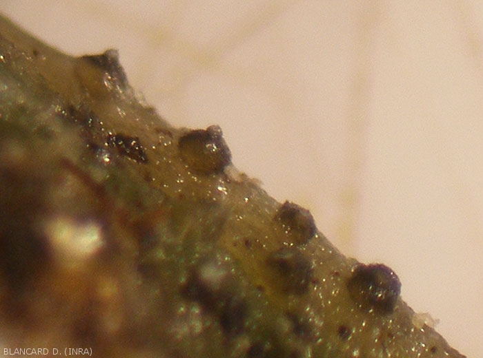 Fructifications of <i><b>Didymella bryoniae</b></i> observed in profile with a binocular magnifying glass.  (gummy stem blight)