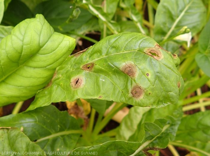 Early blight spots on turnip leaf.  <i><b>Alternaria brassicicola</b></i>