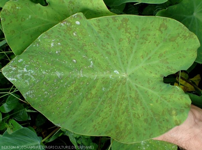 Cladosporiosis symptoms on taro with spots showing an olive green color.