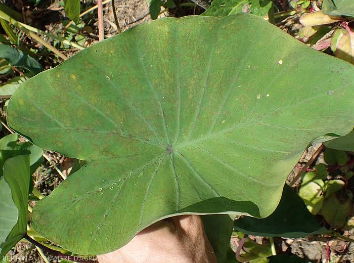 Symptom of Cladosporiose on taro leaf: the spots present in large numbers on this leaf tend to converge.