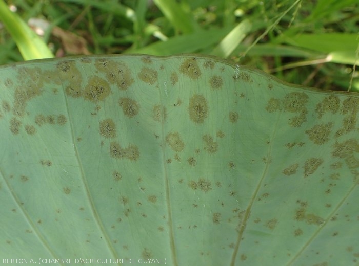 Cladosporiosis on taro, close view of the symptoms visible on the underside of the leaf.