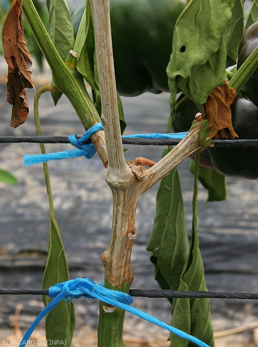 Moist, beige-gray lesion on pepper stem.  Note the wilting of some leaves located downstream of the lesion.  (<i><b>Sclerotinia sclerotiorum</i></b>)