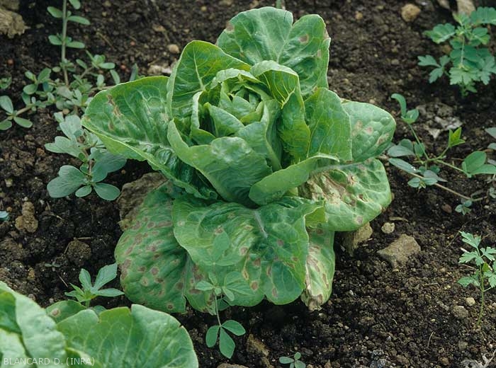 The lower leaves of this sucrine, a particularly sensitive lettuce, are dotted with angular, brown and necrotic spots.  <b><i>Septoria lactucae</i></b> (septoria)
