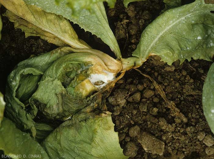 Snare attack of <i><b>Sclerotinia sclerotiorum</i></b> on young lettuce plant after planting.