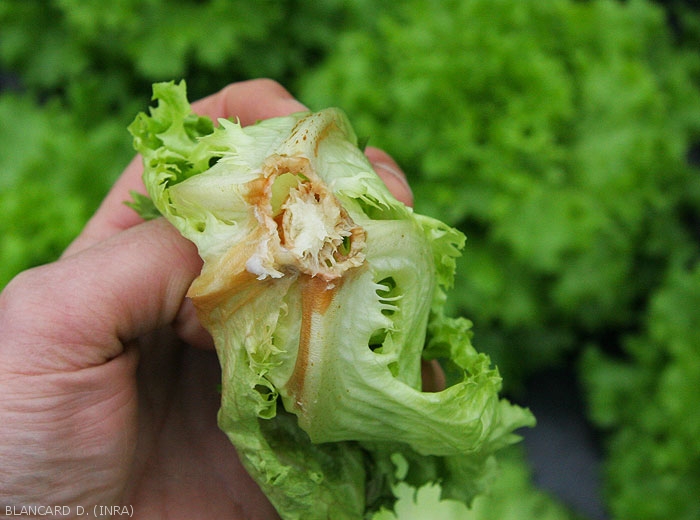 Lettuce collar completely rotted by <i><b>Sclerotinia sclerotiorum</i></b>.  Wet weathered tissues reveal an orange hue.