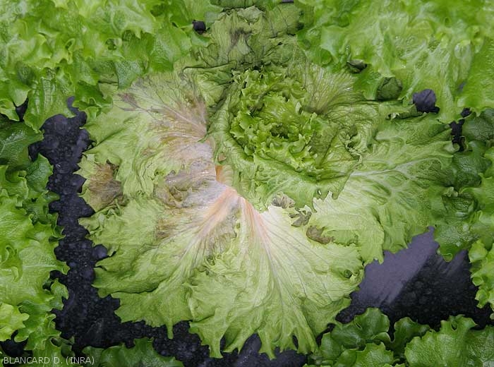 The outer leaves of this lettuce wilt following invasion of the petioles and main veins by <i><b>Sclerotinia sclerotiorum</i></b>.