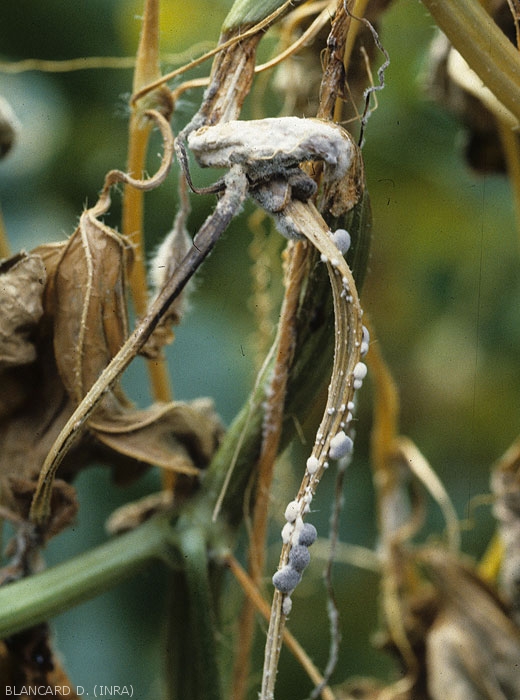 Portion of cucumber stalk altered, brown to brown in color, bearing in places initially white masses gradually blackening (sclerotia).  (<i><b>Sclerotinia sclerotiorum</i></b>)