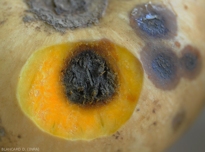 A cut in this squash shows that a wet rot is developing deep down;  it has a fairly characteristic black coloration.  <i><b>Didymella bryoniae</b></i>.  (black rot on fruit, black rot)