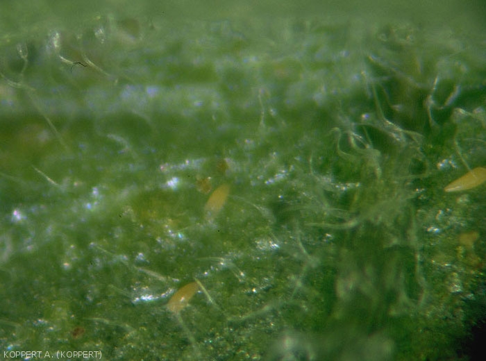 Several <i>A<b>culops lycopersici</b></i>, these tiny, pointed mites are responsible for tomato wilt mite.