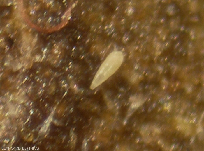 Adult of <i><b>Aculops lycopersici</b></i>, very pointed.
