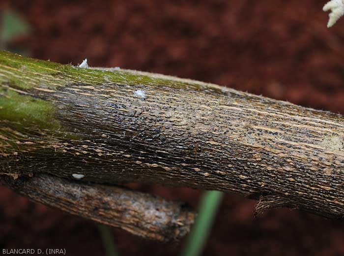 Brown to black structures are clearly visible within the tissues of this eggplant stem lesion.  These are pycnidia of <b><i>Phomopsis vexans</i></b>.