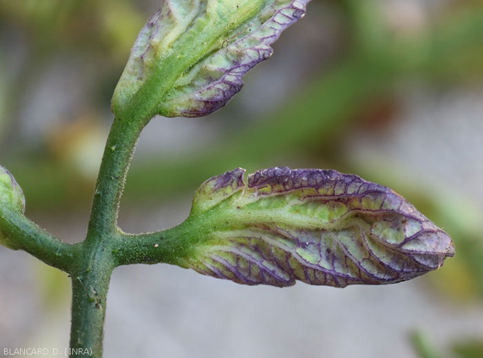 Detail of a tomato leaflet with a purplish color and a thicker blade.  <b><i>Candidatus</i> Phytoplasma solani</b> (stolbur)