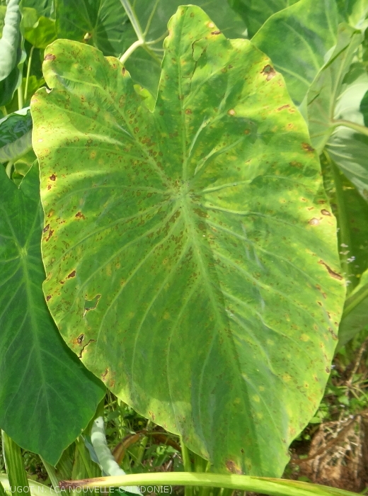 General appearance of a water taro (dream) leaf, showing symptoms of Cladosporiosis on Taro 