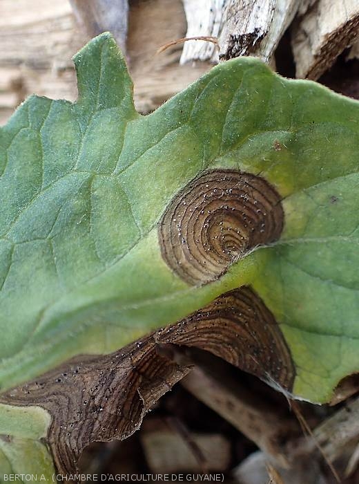 Two large, circular, brownish spots cover this tomato leaf.  Concentric patterns are clearly visible, as well as a rather diffuse halo.  <i><b>Myrothecium roridum</i></b>
