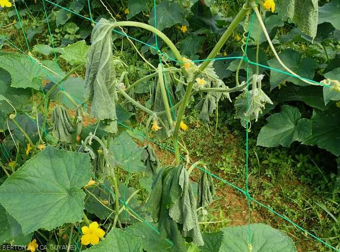 Withering of a cucumber stalk: <i><b>Ralstonia solanacearum</b></i>