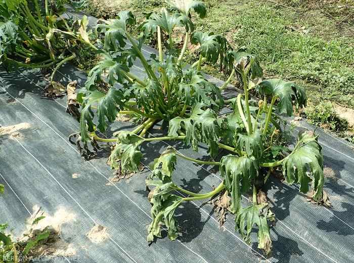Several plants are wilting in a patch of zucchini in the open field: <i><b>Ralstonia solanacearum</b></i>