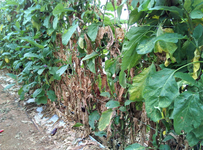 Chlorosis, withering and dropping of leaves, followed by general drying of the plant.  <b><i> Fusarium oxysporum </i> f.  sp.  <i> melongenae </i></b>