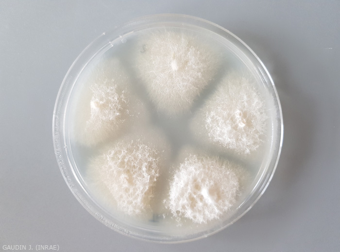 Cream-colored cottony colonies of <b><i> Fusarium oxysporum </i> f.  sp.  <i> melongenae </i></b> formed from eggplant vessel fragments cultured on nutrient medium in Petri dishes.