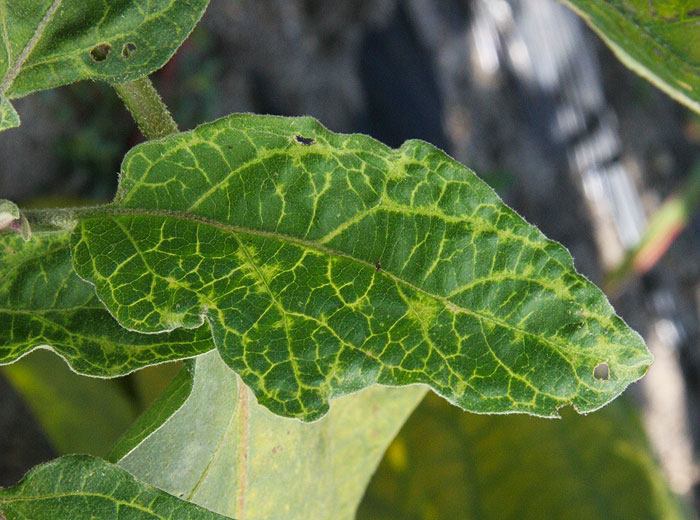 Slightly deformed leaf with thinning and yellowing of the veins. <b>(<i>Eggplant mottled dwarf virus</i></b>, EMDV)