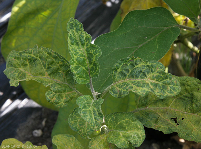 Small, deformed young leaves showing thinning and yellowing of veins. <b>(<i>Eggplant mottled dwarf virus</i></b>, EMDV)
