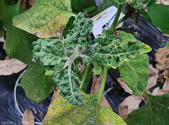 Reduced, wrinkled-looking, partially curled young leaves with thinning and yellowing of veins. <b>(<i>Eggplant mottled dwarf virus</i></b>, EMDV)