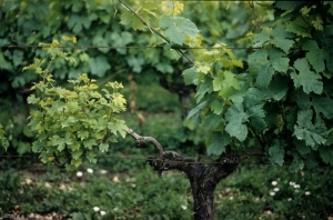 Shoots from an arm infected with <i> <b> Eutypa lata </b> </i> show stunted growth, short internodes and crisp, chlorotic leaves.