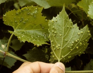 Gallicole <i> Daktulosphaira vitifoliae </i> attack on an American vine.  Presence of galls on the underside due to insect bites.