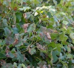 Generalized attack of mildew on vine foliage.  Many leaves are more or less completely necrotic and withered.  <b> <i> Plasmopara viticola </i> </b>