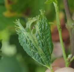 The development of this young leaf is particularly modified.  It is narrower, abnormally cut and blistered.  <b> Phytotoxicity </b>